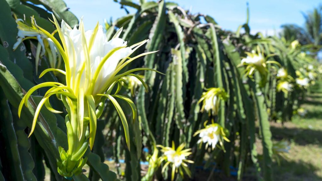 Como plantar pitaya e fazer florescer antes do esperado em casa