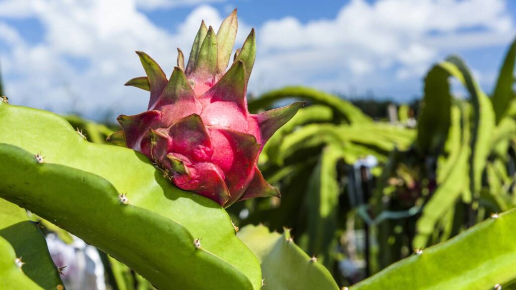 Como fazer muda de pitaya e plantar em vaso
