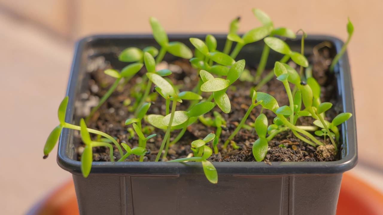 Como fazer muda de pitaya e plantar em vaso