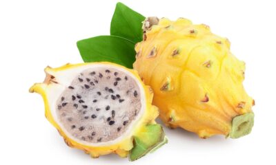 A cultivar pitaya amarela em casa tornou-se uma escolha frequente entre apreciadores de frutas exóticas, tanto pela estética única da planta como pelo sabor marcante dos seus frutos