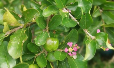 Quanto custa plantar acerola e manter produtiva?