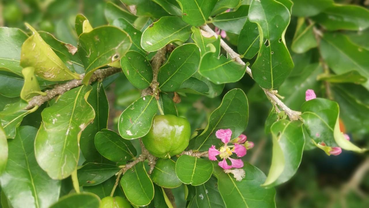 Quanto custa plantar acerola e manter produtiva?