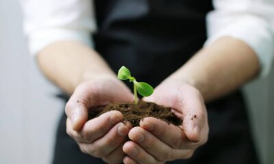 Veja quanto investir para ter camu-camu em vaso ou quintal