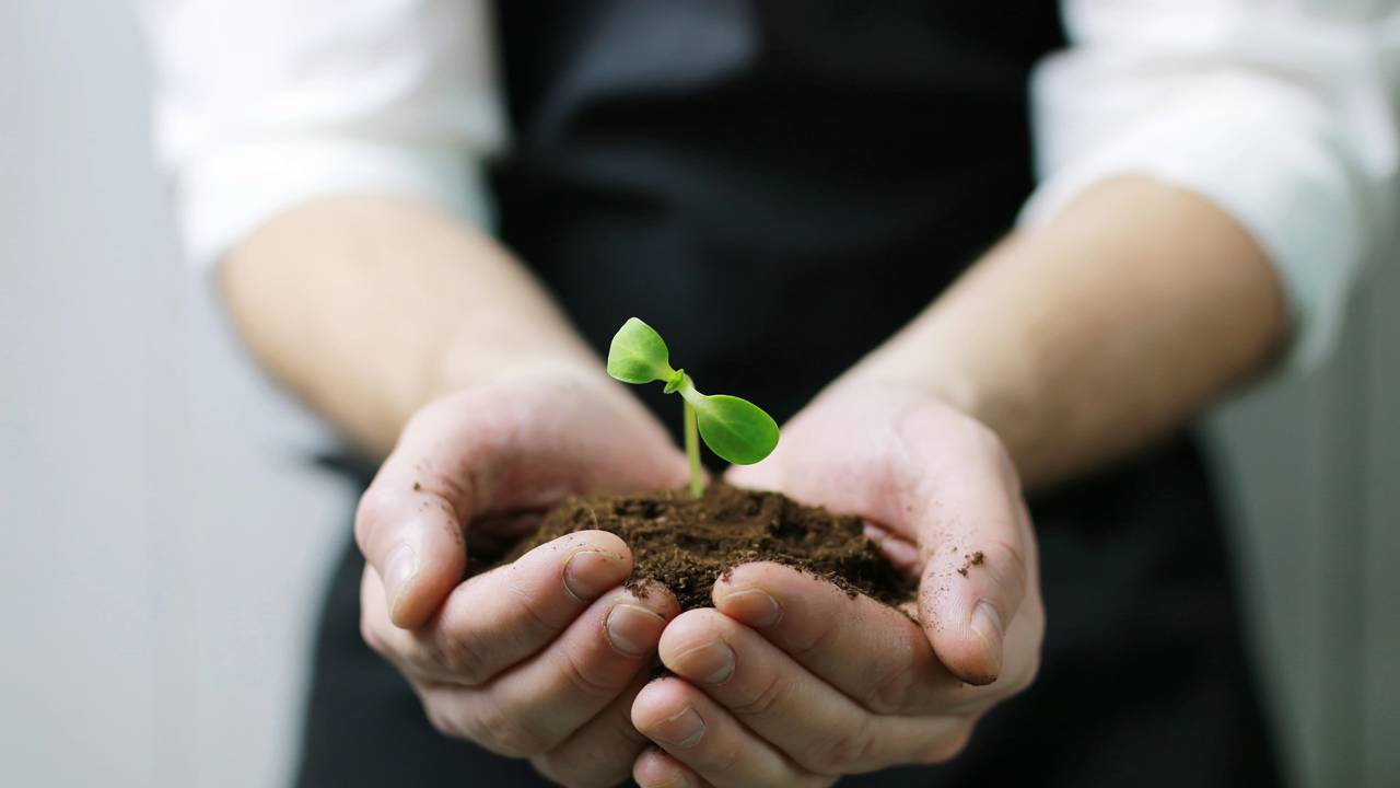 Veja quanto investir para ter camu-camu em vaso ou quintal