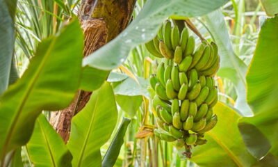 Como plantar banana em espaços pequenos e colher muito