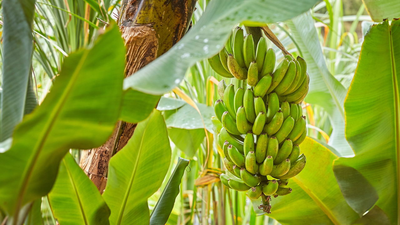 Como plantar banana em espaços pequenos e colher muito