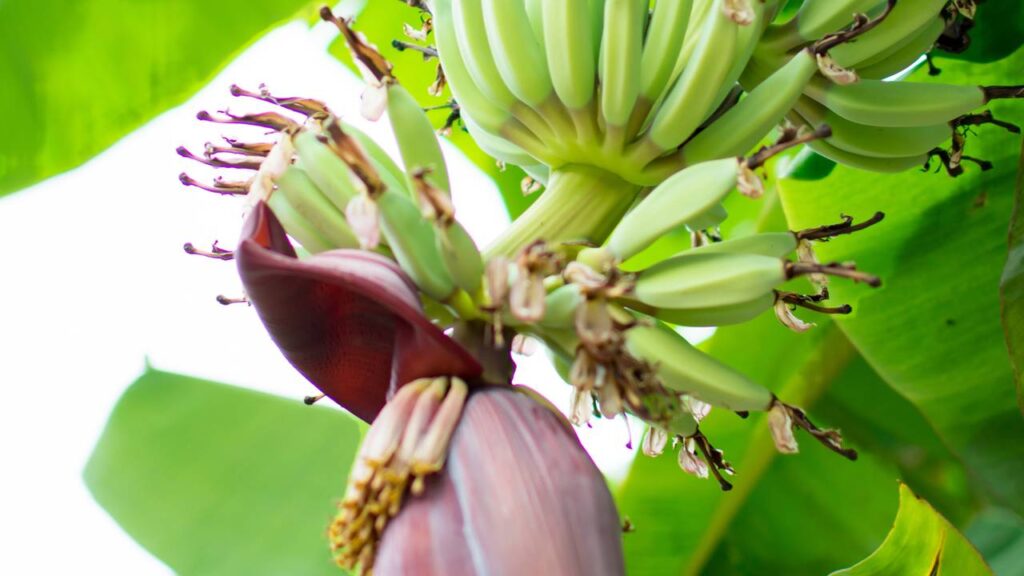 O cultivo de banana em vasos é uma alternativa acessível para quem possui espaço limitado e quer aproveitar os benefícios de produzir frutas em casa, desde que sejam tomados cuidados essenciais para garantir colheitas contínuas e um pouco da natureza no lar.