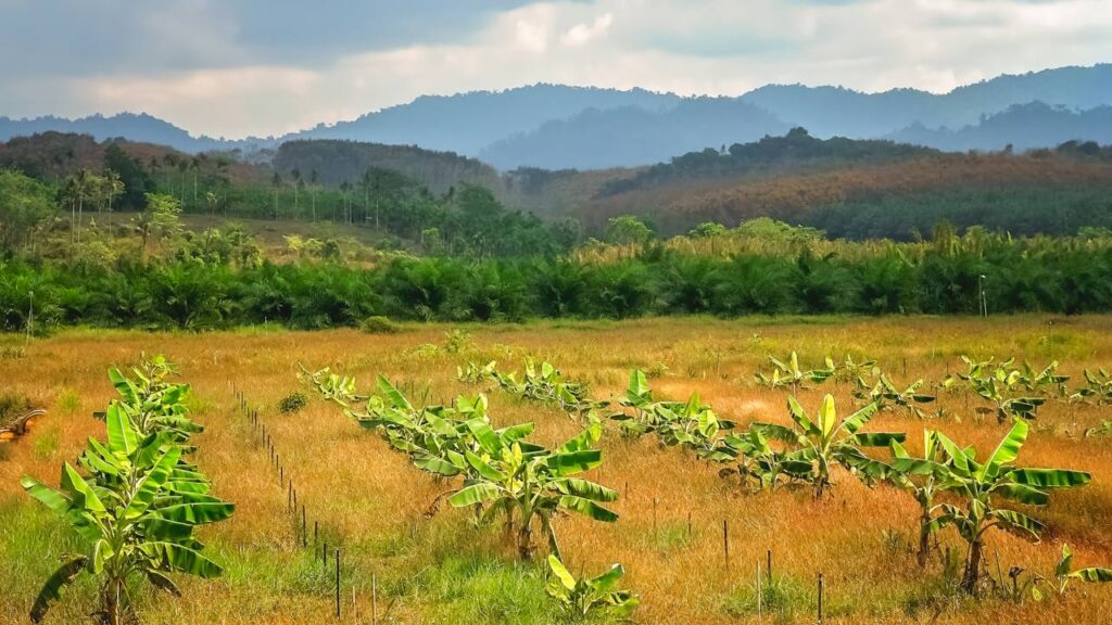Bananeira que não dá cacho pode estar sofrendo com isso