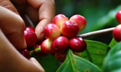 Café no quintal? Aprenda a cultivar e colher direto da sua casa