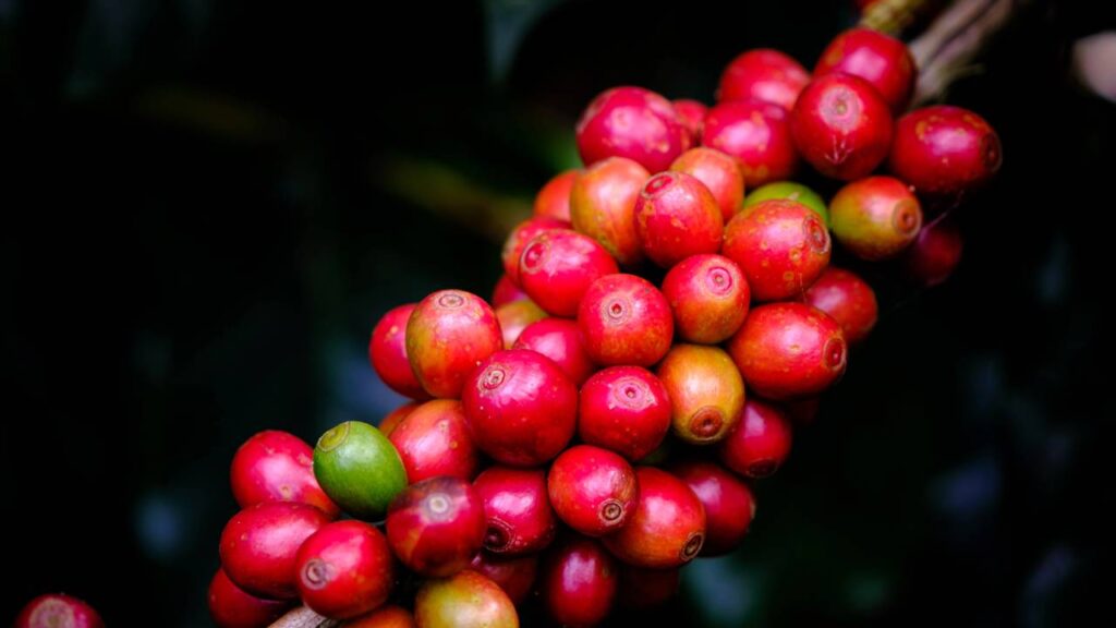 Café no quintal? Aprenda a cultivar e colher direto da sua casa