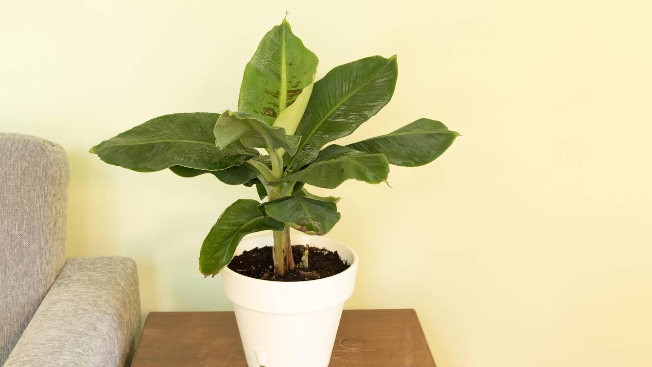 Quanto custa plantar banana-nanica e manter a bananeira?