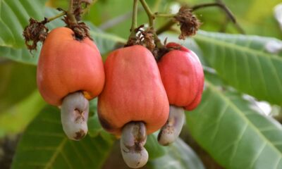 Conheça os cuidados que ajudam o cajueiro a crescer forte, florescer e produzir frutos