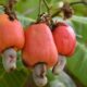 Conheça os cuidados que ajudam o cajueiro a crescer forte, florescer e produzir frutos