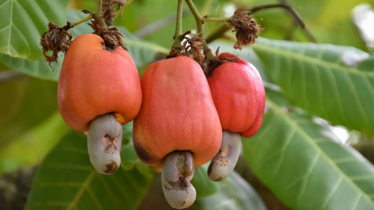 Conheça os cuidados que ajudam o cajueiro a crescer forte, florescer e produzir frutos