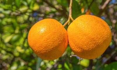 Laranjeira com folhas amareladas? Entenda o motivo