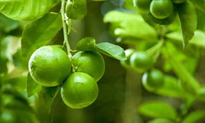 O que significa quando o pé de limão não dá frutos