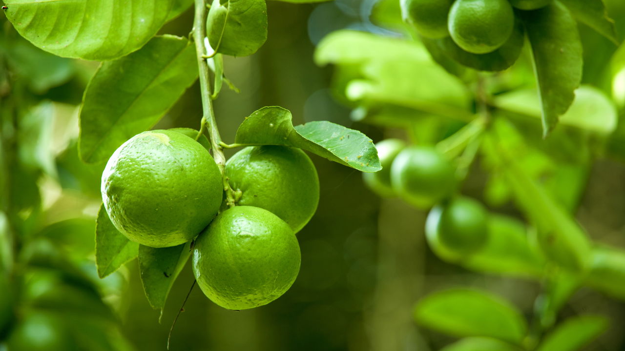 O que significa quando o pé de limão não dá frutos