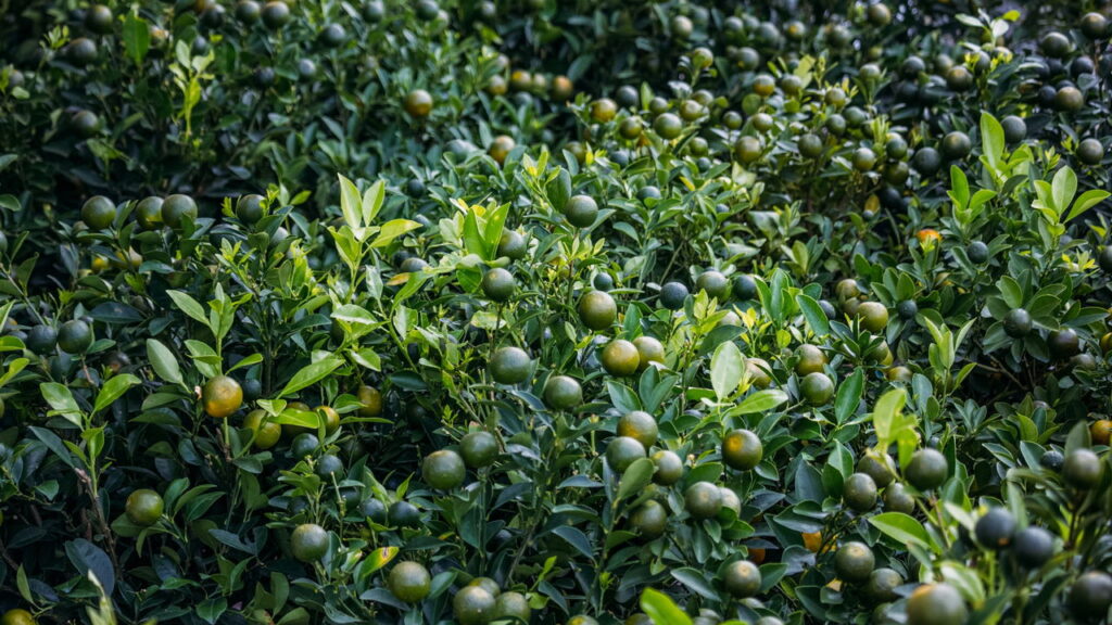 O que significa quando o pé de limão não dá frutos