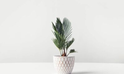 3 plantas que ajudam a manter o ar mais úmido nos dias secos