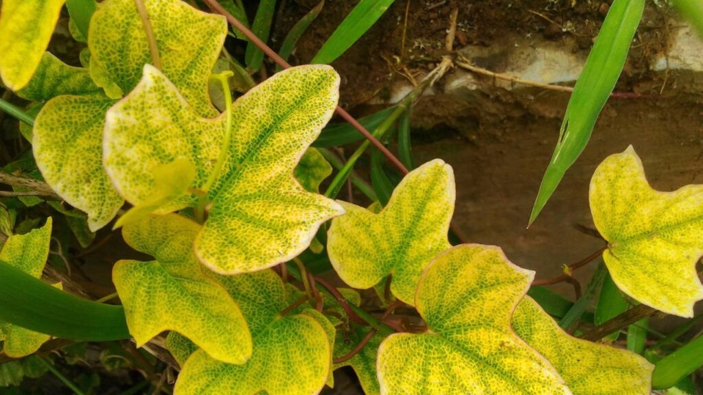 O surgimento de folhas amareladas em plantas é um fenômeno comum e sinaliza que algo pode não estar funcionando adequadamente no ambiente em que a planta está inserida, sendo essencial identificar a causa para manter sua saúde e vitalidade.