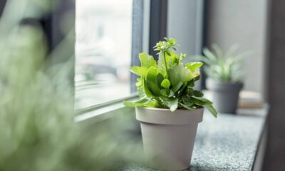 4 folhagens perfeitas para valorizar cantinhos pequenos da casa