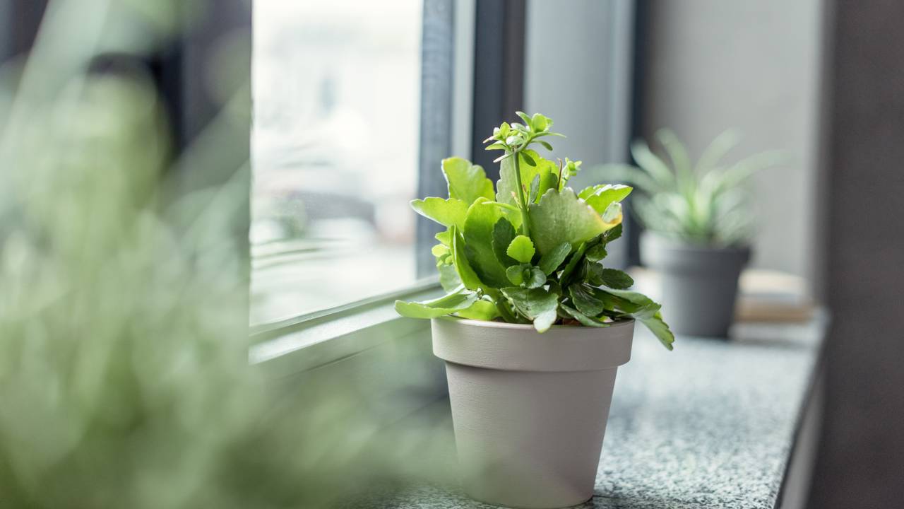 4 folhagens perfeitas para valorizar cantinhos pequenos da casa