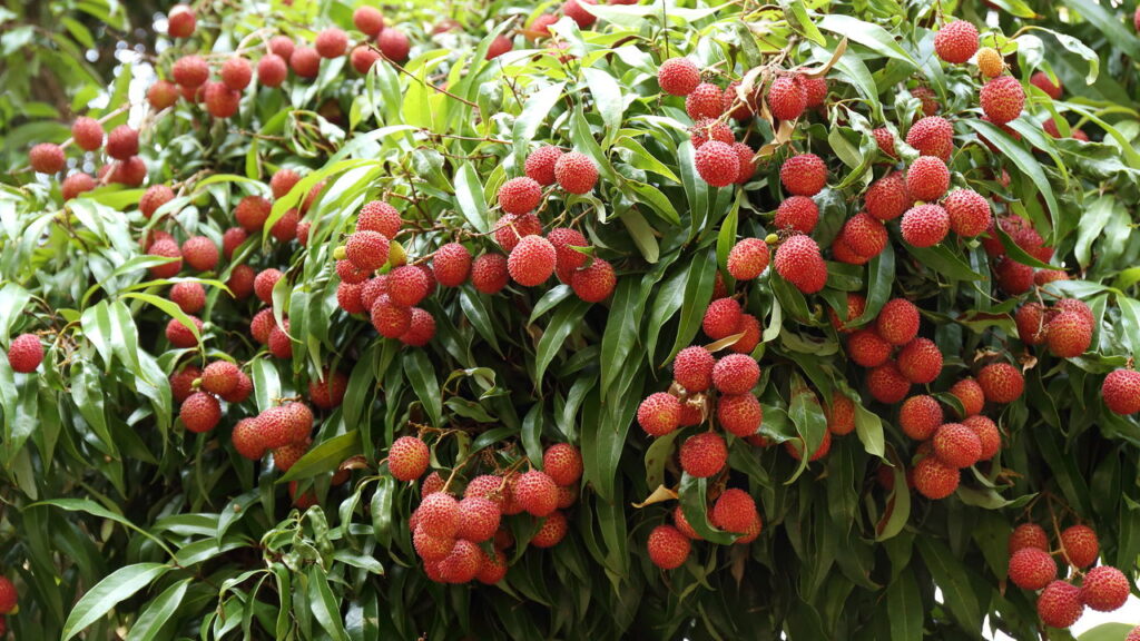 Cultivar lichia em casa pode ser uma experiência gratificante e acessível, mesmo para quem possui pouco espaço. Esta fruta exótica de polpa doce e sutil traz beleza e sabor ao ambiente, além de incentivar práticas sustentáveis no dia a dia