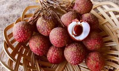 Cultivar lichia em casa pode ser uma experiência gratificante e acessível, mesmo para quem possui pouco espaço. Esta fruta exótica de polpa doce e sutil traz beleza e sabor ao ambiente, além de incentivar práticas sustentáveis no dia a dia