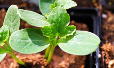 Como plantar melancia e aproveitar todo o espaço do quintal