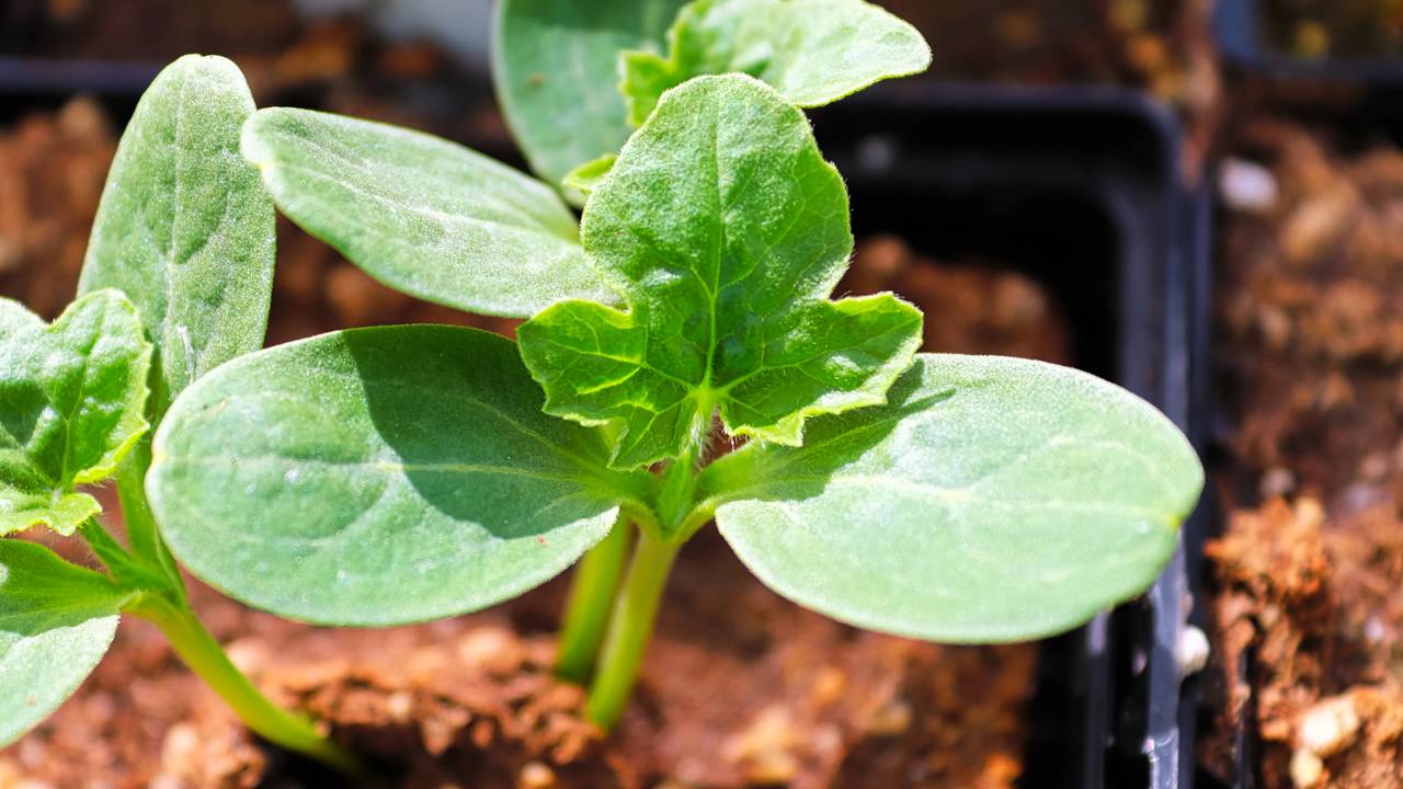 Como plantar melancia e aproveitar todo o espaço do quintal