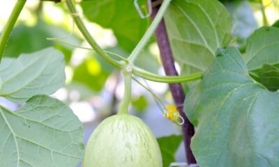 Quanto custa plantar melão e manter o solo fértil e drenado em casa