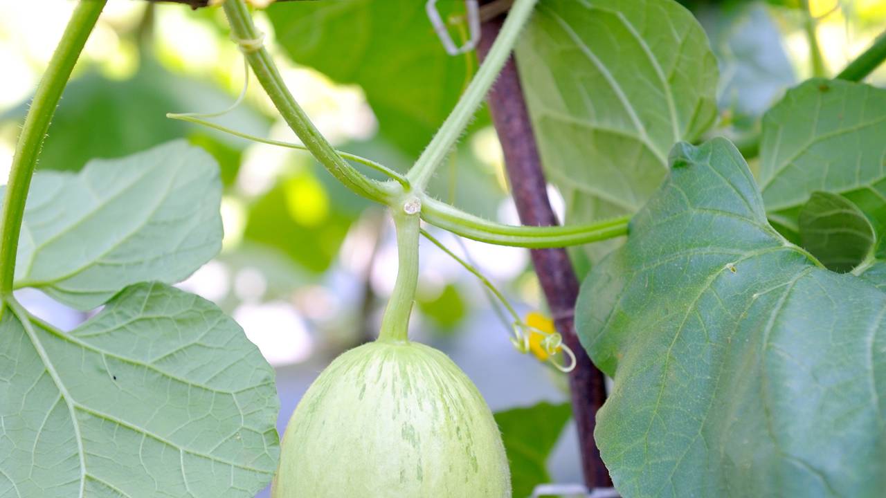 Quanto custa plantar melão e manter o solo fértil e drenado em casa