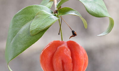 A pitanga, também chamada de Eugenia uniflora, é uma fruta tropical versátil e fácil de cultivar mesmo em pequenos espaços