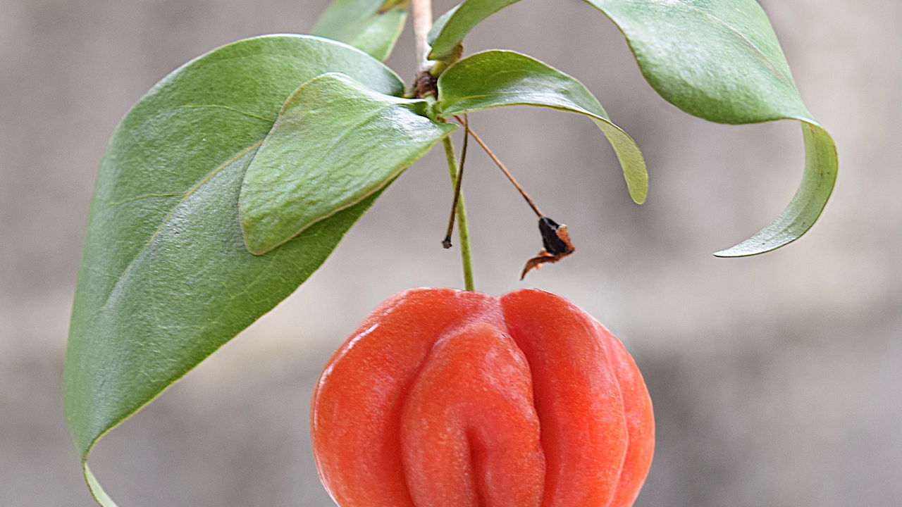 A pitanga, também chamada de Eugenia uniflora, é uma fruta tropical versátil e fácil de cultivar mesmo em pequenos espaços