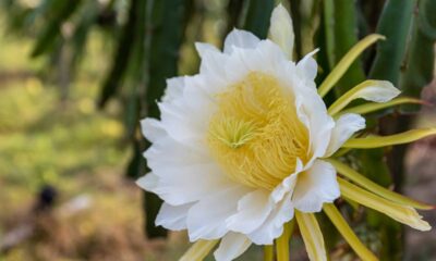 Como plantar pitaya e fazer florescer antes do esperado em casa