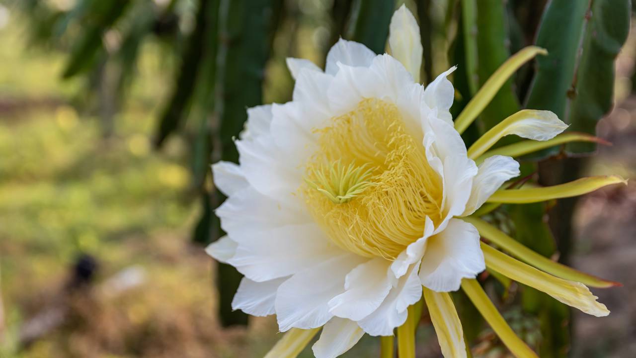 Como plantar pitaya e fazer florescer antes do esperado em casa