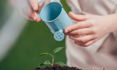 3 plantas que não morrem fácil e são perfeitas pra quem esquece de regar