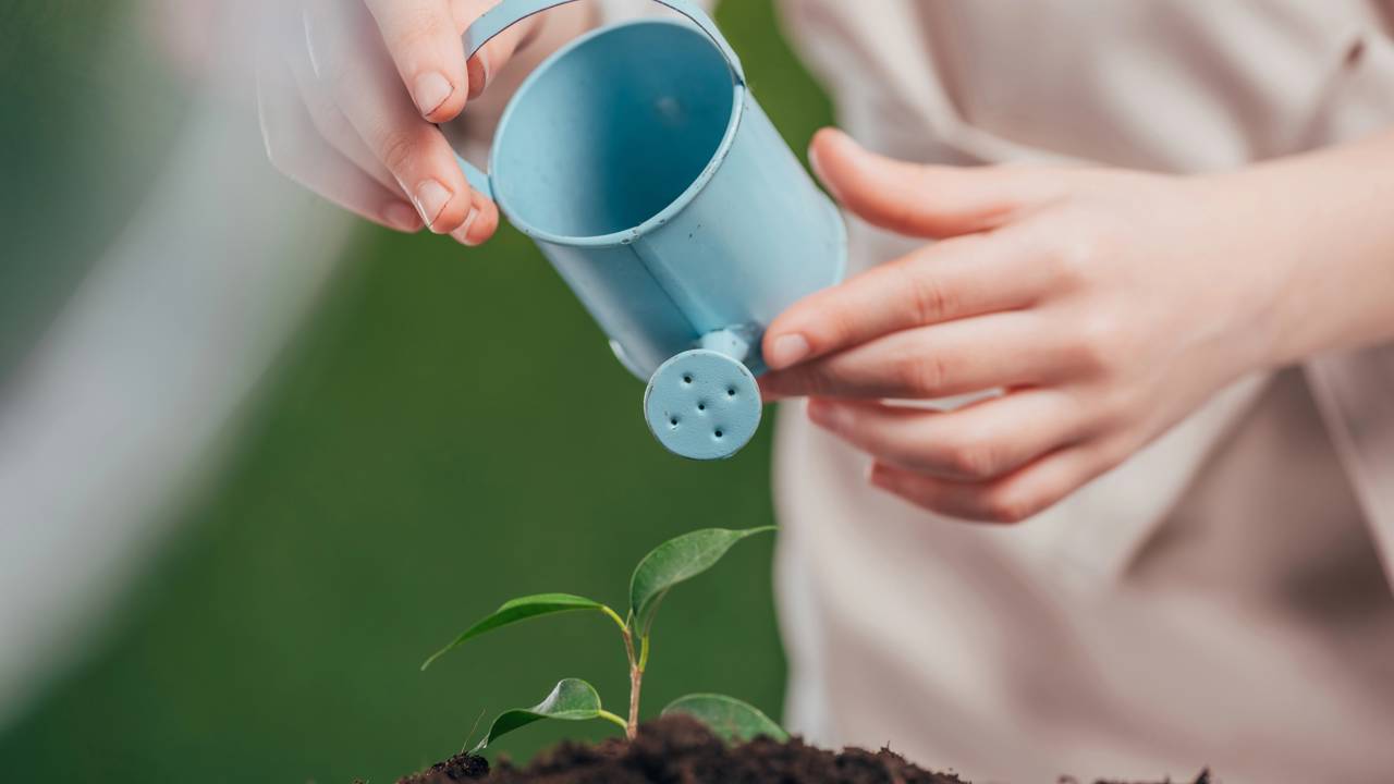 3 plantas que não morrem fácil e são perfeitas pra quem esquece de regar