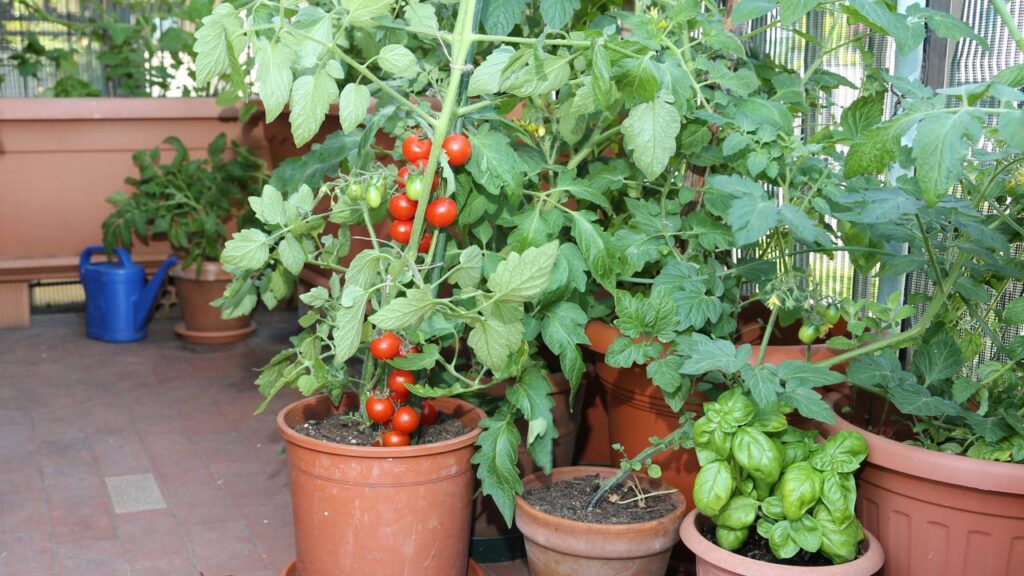 Plantar manjericão perto de tomateiro é uma tradição apreciada entre horticultores, pois traz diversos benefícios tanto para a saúde quanto para a produtividade das plantas