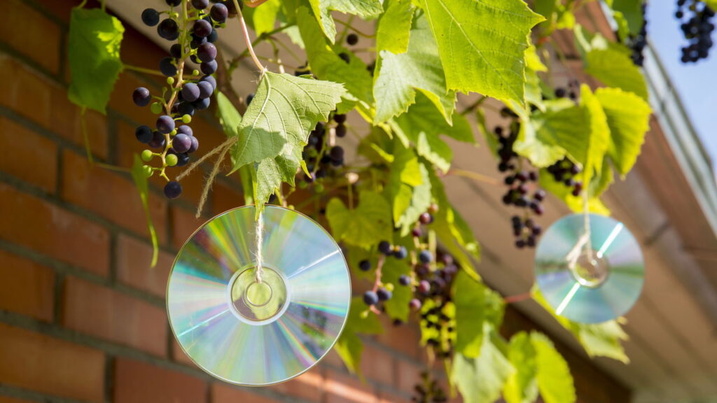 Aprender como cultivar uva sem sementes em casa pode transformar qualquer pequeno espaço em um verdadeiro pomar doméstico