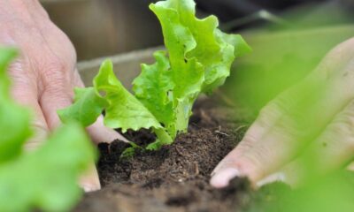 Quer plantar alface? Veja o custo para começar do zero