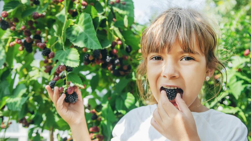Quanto custa plantar amora?