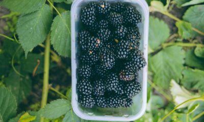 Quanto custa plantar amora?