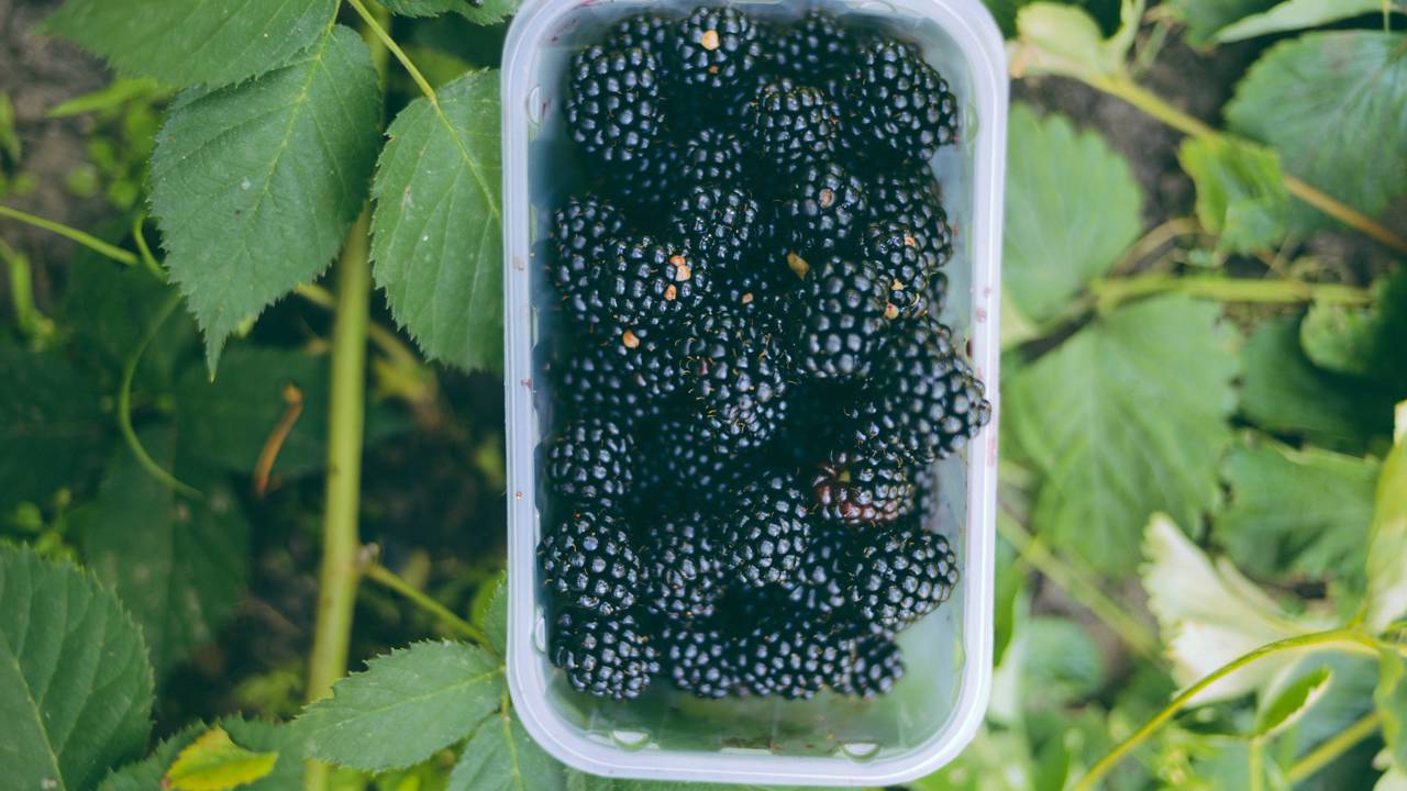 Quanto custa plantar amora?