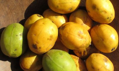 Com poucos cuidados, o cajá pode dar vida e sabor ao seu quintal