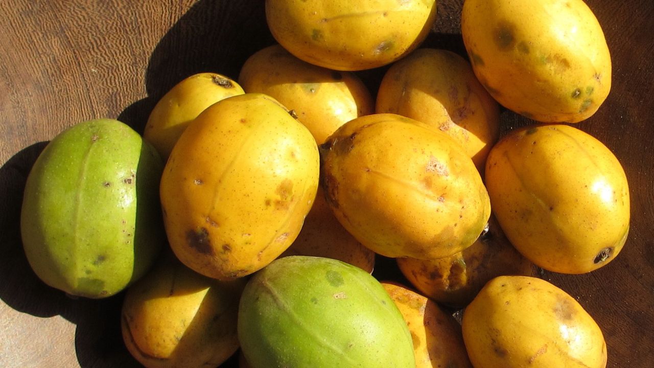 Com poucos cuidados, o cajá pode dar vida e sabor ao seu quintal