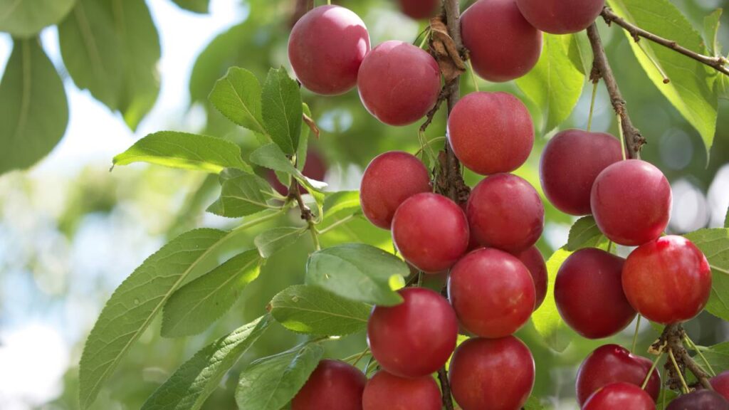 Veja quanto investir para ter camu-camu em vaso ou quintal