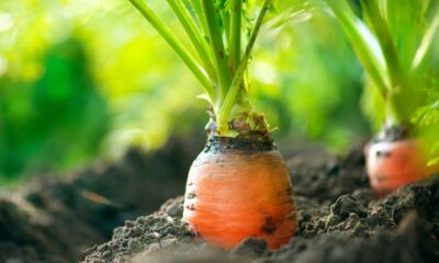 Como plantar cenoura em casa e colher rapidinho sem precisar de muito espaço