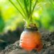 Como plantar cenoura em casa e colher rapidinho sem precisar de muito espaço