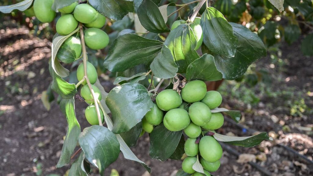 Já pensou ter em casa uma fruta que parece bala azedinha natural?
